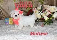 Vonya🩷, a female Maltese for sale in Barnett, MO – 3 of 6