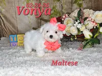Vonya🩷, a female Maltese for sale in Barnett, MO – 5 of 6