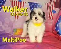 Walker💙, a male Maltipoo for sale in Barnett, MO – 2 of 4