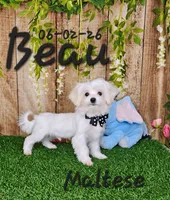 Beau 💙, a male Maltese for sale in Barnett, MO – 4 of 6