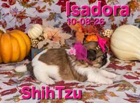Isadora 🩷, a female Shih Tzu for sale in Barnett, MO – 2 of 7
