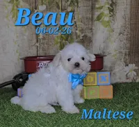 Beau 💙, a male Maltese for sale in Barnett, MO – 3 of 3
