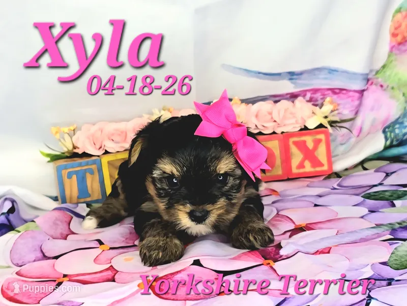 Xyla 🩷 – Yorkshire Terrier puppy for sale in Barnett, MO