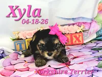 Xyla 🩷, a female Yorkshire Terrier for sale in Barnett, MO – 1 of 4