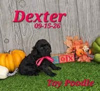 Dexter 💙, a male Poodle - Toy  for sale in Barnett, MO – 4 of 5