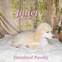 Juliet 🩷, a female Poodle - Standard  for sale in Barnett, MO – Photo 5 of 7