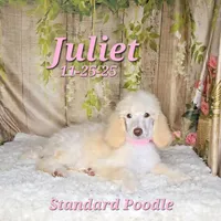 Juliet 🩷, a female Poodle - Standard  for sale in Barnett, MO – Photo 4 of 7