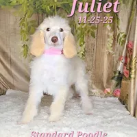 Juliet 🩷, a female Poodle - Standard  for sale in Barnett, MO – Photo 1 of 7