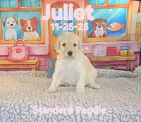Juliet 🩷, a female Poodle - Standard  for sale in Barnett, MO – Photo 2 of 6