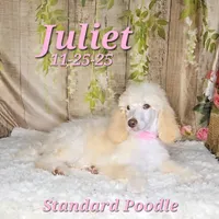Juliet 🩷, a female Poodle - Standard  for sale in Barnett, MO – Photo 2 of 7