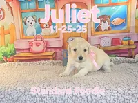 Juliet 🩷, a female Poodle - Standard  for sale in Barnett, MO – Photo 3 of 6