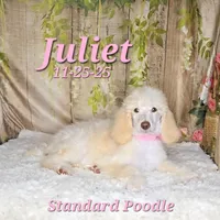 Juliet 🩷, a female Poodle - Standard  for sale in Barnett, MO – Photo 3 of 7