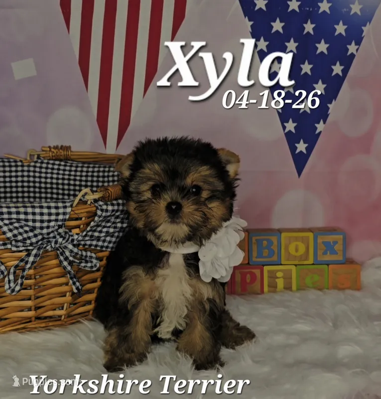 Xyla 🩷 – Yorkshire Terrier puppy for sale in Barnett, MO