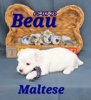 Beau 💙, a male Maltese for sale in Barnett, MO – 2 of 3