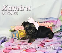 Xamira 🩷, a female Yorkshire Terrier for sale in Barnett, MO – 2 of 5