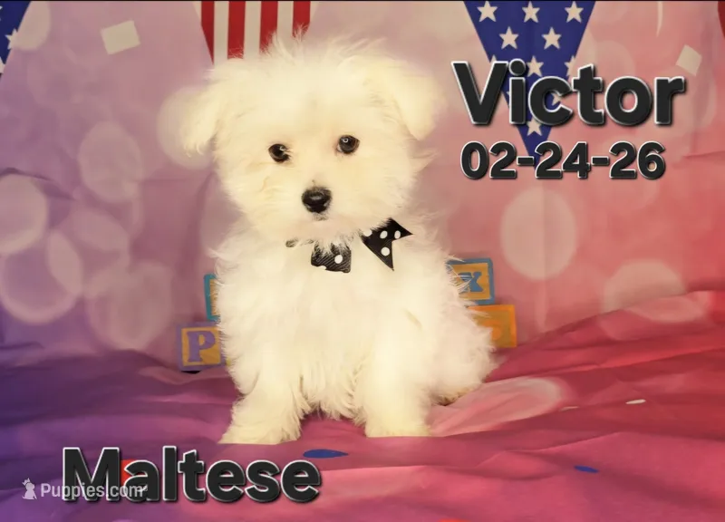 Victor💙 – Maltese puppy for sale in Barnett, MO