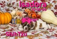 Isadora 🩷, a female Shih Tzu for sale in Barnett, MO – 5 of 7