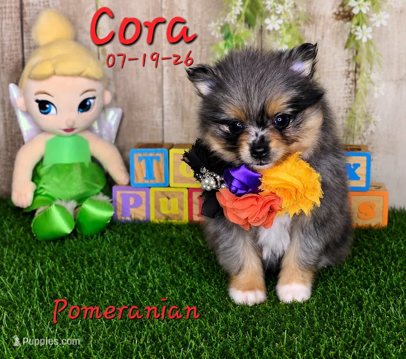 Cora 🩷 – Pomeranian puppy for sale in Barnett, MO