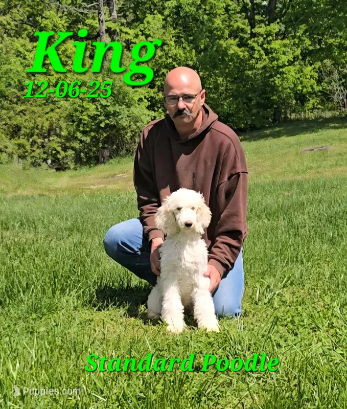 King💙 – Poodle - Standard  puppy for sale in Barnett, MO