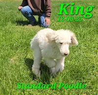 King💙, a male Poodle - Standard  for sale in Barnett, MO – 2 of 3