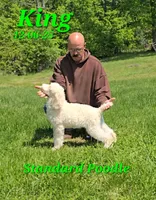 King💙, a male Poodle - Standard  for sale in Barnett, MO – 3 of 3