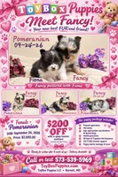 Finoa 🩷 AKC, a female Pomeranian for sale in Barnett, MO – 5 of 5