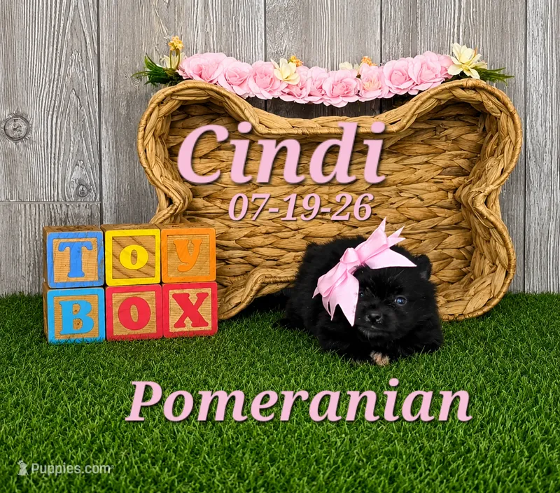 Cindi 🩷 – Pomeranian puppy for sale in Barnett, MO