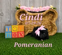 Cindi 🩷, a female Pomeranian for sale in Barnett, MO – 1 of 1