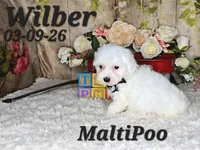 Wilber💙, a male Maltipoo for sale in Barnett, MO – 4 of 4