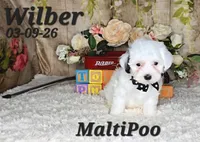 Wilber💙, a male Maltipoo for sale in Barnett, MO – 1 of 4