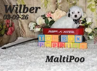 Wilber💙, a male Maltipoo for sale in Barnett, MO – 3 of 4