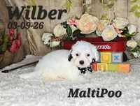 Wilber💙, a male Maltipoo for sale in Barnett, MO – 2 of 4