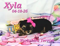 Xyla 🩷, a female Yorkshire Terrier for sale in Barnett, MO – 4 of 4
