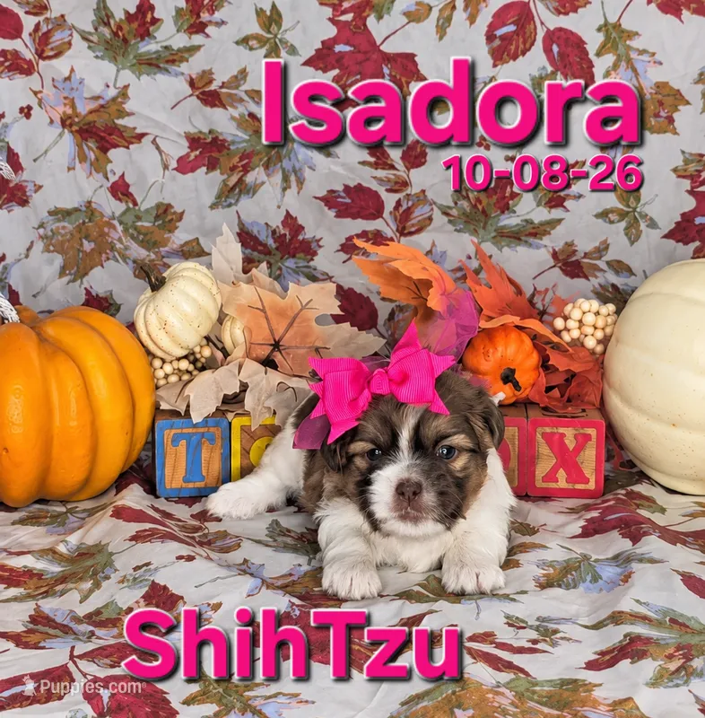 Isadora 🩷, a female Shih Tzu for sale in Barnett, MO – 1 of 7