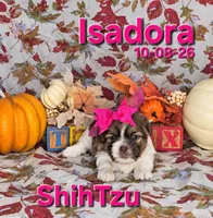 Isadora 🩷, a female Shih Tzu for sale in Barnett, MO – 1 of 7