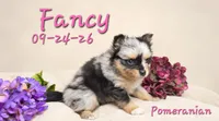 Fancy 🩷, a female Pomeranian for sale in Barnett, MO – 2 of 5