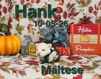 Hank 💙, a male Maltese for sale in Barnett, MO – 3 of 4
