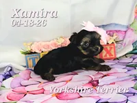 Xamira 🩷, a female Yorkshire Terrier for sale in Barnett, MO – 5 of 5