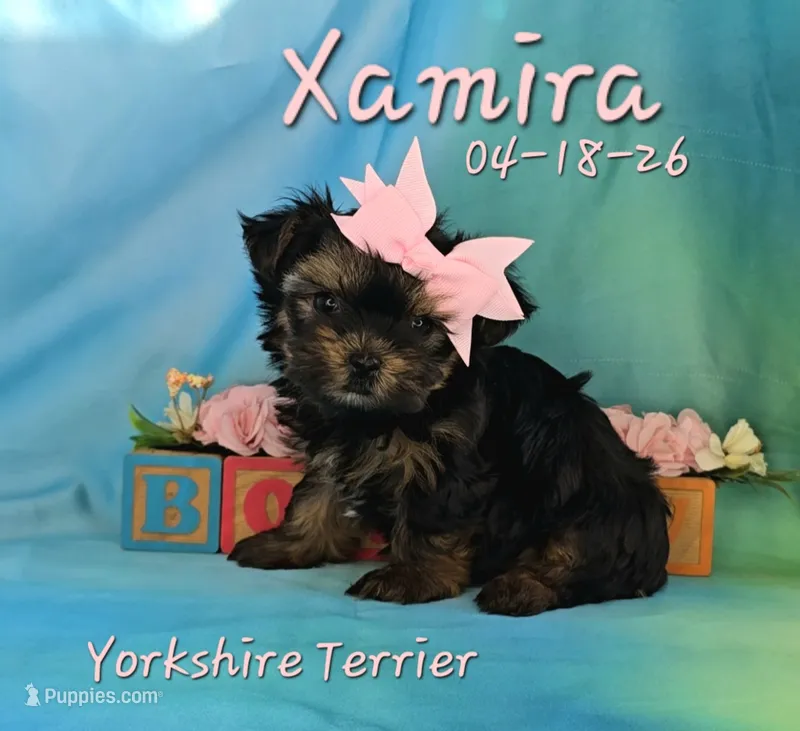 Xamira 🩷 – Yorkshire Terrier puppy for sale in Barnett, MO