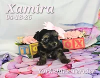 Xamira 🩷, a female Yorkshire Terrier for sale in Barnett, MO – 4 of 5