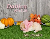 Danica 🩷, a female Poodle - Toy  for sale in Barnett, MO – 2 of 6