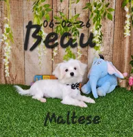 Beau 💙, a male Maltese for sale in Barnett, MO – 6 of 6