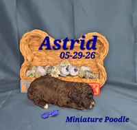 Astrid 💙, a male Poodle - Miniature  for sale in Barnett, MO – 2 of 3