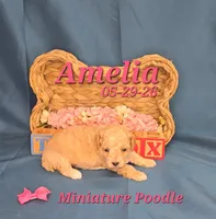 Amelia 🩷, a female Poodle - Miniature  for sale in Barnett, MO – 3 of 3