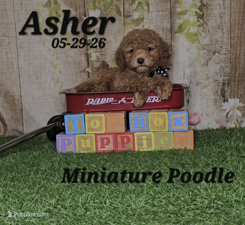 Asher 💙 – Poodle - Miniature  puppy for sale in Barnett, MO