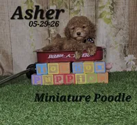 Asher 💙, a male Poodle - Miniature  for sale in Barnett, MO – 1 of 4