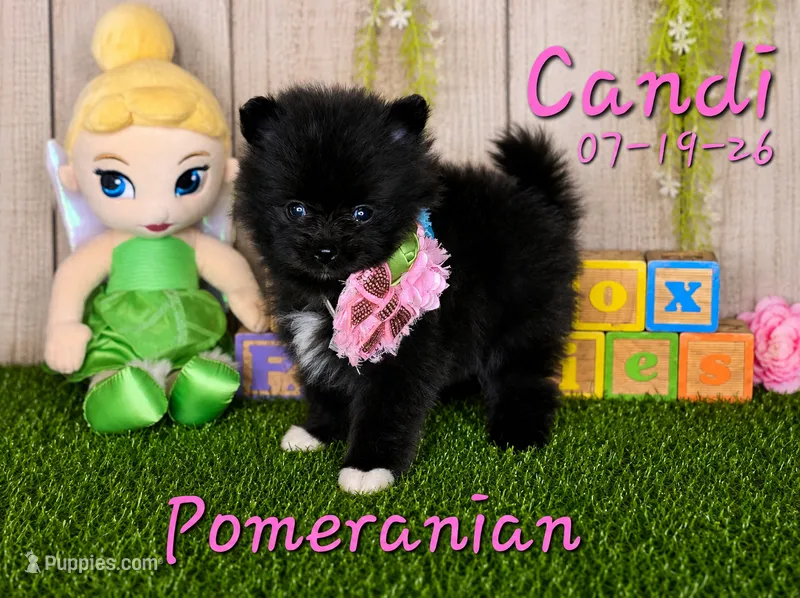 Candi 🩷 – Pomeranian puppy for sale in Barnett, MO