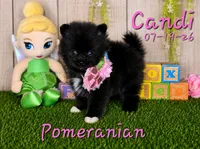 Candi 🩷, a female Pomeranian for sale in Barnett, MO – 1 of 4