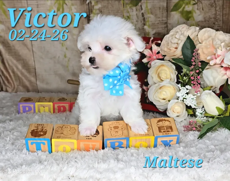 Victor💙 – Maltese puppy for sale in Barnett, MO