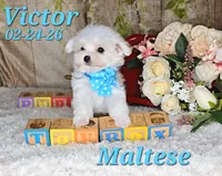 Victor💙, a male Maltese for sale in Barnett, MO – 4 of 5